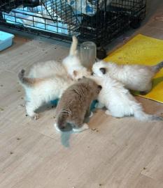 Ragdoll-Katzen zur Adoption