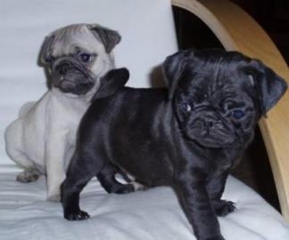 Rassige Mops - Welpen