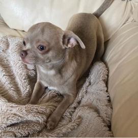 s??e liebende Chihuahua zur Adoption