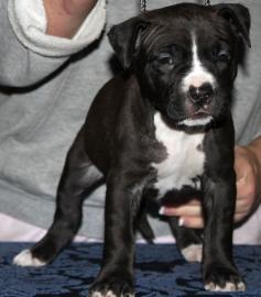 Super nette Pitbull Terrier Welpen