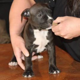 Super nette Pitbull Terrier Welpen