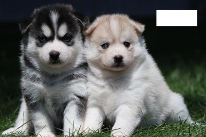 F1 Pomsky-Welpe (+41798072575)