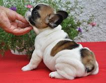 franz?sische Bulldog Welpen mit Papier