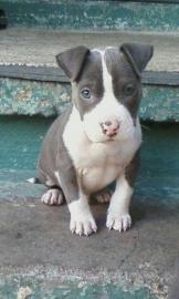 gesunde pitbull welpen zur verf�gung