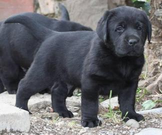 Labrador Retriever Welpen in allen drei