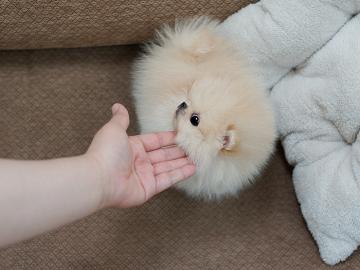 Pomeranian-WhatsApp:+491631058457