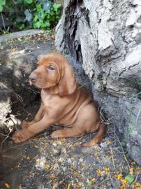 Magyar Vizsla Kurzhaar mit FCI Pedigree
