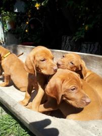 Magyar Vizsla Kurzhaar mit FCI Pedigree