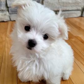 Reine Malteser Welpen