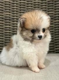MINI Pomeranian Welpen. 