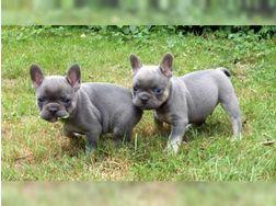 Welpen der franz�sischen Bulldogg