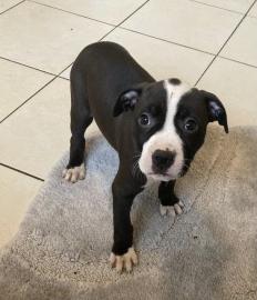 Staffordshire Bullterrier Welpen