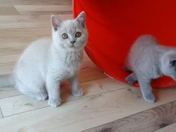 Typvolle BKH-Babys in blau und lilac mit