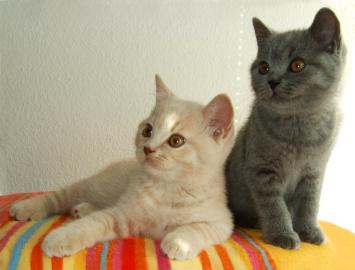 Typvolle BKH-Babys in blau und lilac mit