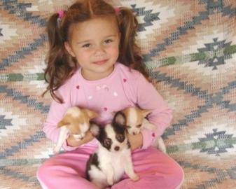 sch�ne Chihuahua Welpen zur Annahme
