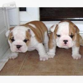 Englische Bulldogge Welpen mit papieren