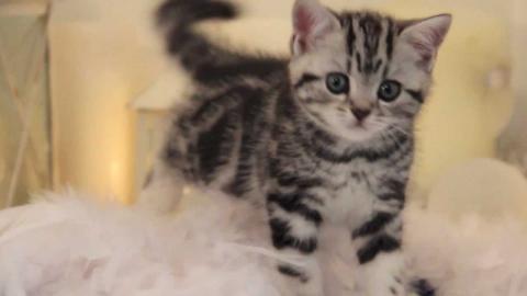 Zwei Whiskas BKH classic tabby Katerchen