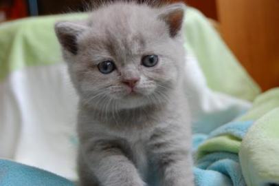 Zwei Whiskas BKH classic tabby Katerchen