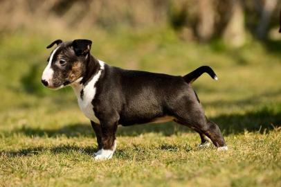 Miniatur Bullterrier R�den / Weibchen