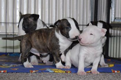 Miniatur Bullterrier R�den / Weibchen