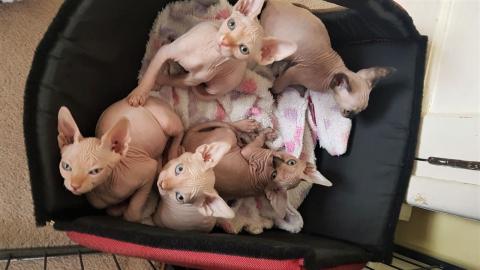Sch?ne Sphynx K?tzchen Zu verkaufen