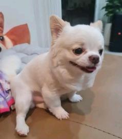 Erstklassiger Chihuahua-Welpe