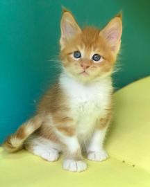 Wundersch�ne Maine-Coon-Katzen abzugeben
