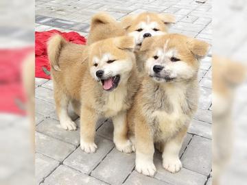 Akita Welpen Alle geimpft