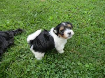 Liebevolle Biewer Yorkshire TerrierWelpe