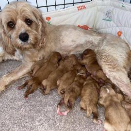 Mini-Cocker-Spiniel-Welpen mit Ahnentafe