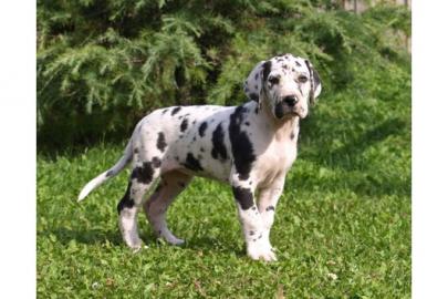 wundersch�ne Deutsche doggen Babys in s