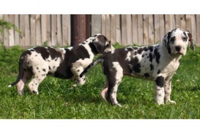 wundersch�ne Deutsche doggen Babys in s