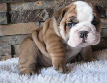 Wundersch�ne Englisch Bulldoggen W
