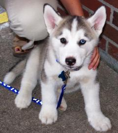 Reinrassige Blue Eye Siberian Husky Welp