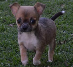 Liebevolle Erh?ltlich Mini-Chihuahua-Wel