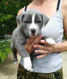 American Staffordshire terrier welpen bl