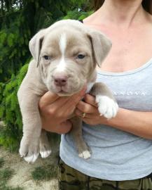 American Staffordshire terrier welpen bl