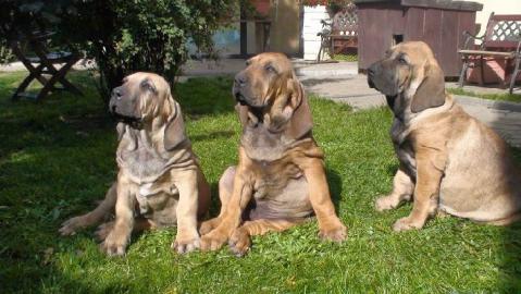 Fila Brasileiro TOP Welpen mit Papiere