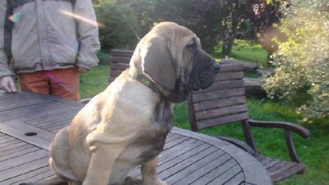 Fila Brasileiro TOP Welpen mit Papiere