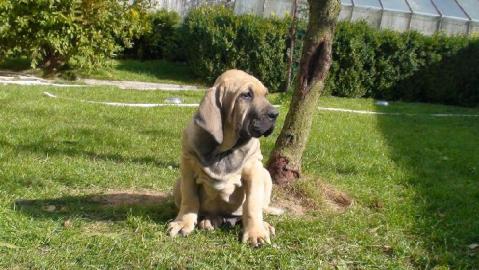 Fila Brasileiro TOP Welpen mit Papiere