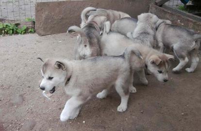 Husky Welpen