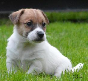 Luxus Welpen Jack Russell Terrier