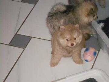Zwergspitz Pomeranian Welpen