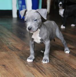 Wundersch�ne American Bully Welpen der e
