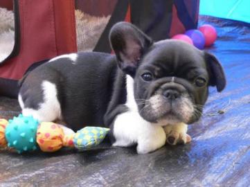 sch?ner franz?sischer Bulldoggenwelpe