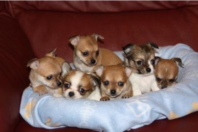 S��e MINI MINI Chihuahua Welpen in Lang&