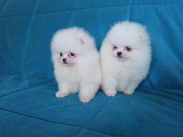 Pomeranian Zwergspitz H�ndin