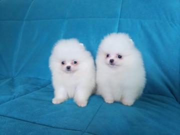 Pomeranian Zwergspitz H�ndin