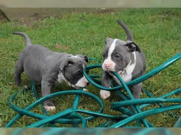 American Pit Bull Terrier Welpen