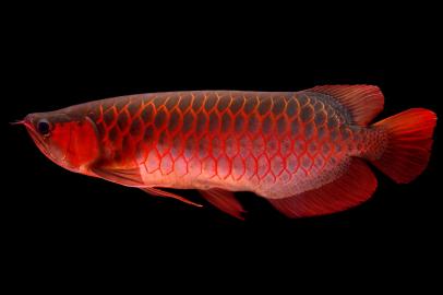 Qualit�t Arowana Fische zum Verkauf !!!